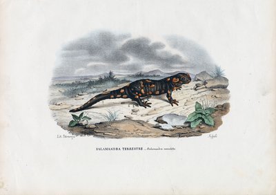 Fire Salamander, 1863-79 by Raimundo Petraroja
